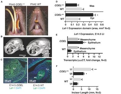 Ectodermal Organ Development Is Regulated by a microRNA-26b-Lef-1-Wnt Signaling Axis